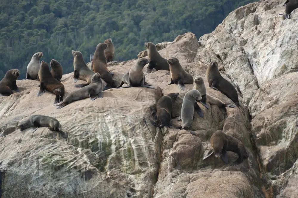 Lobos marinos en rocas en la Patagonia chilena durante excursión de avistamiento