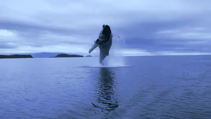 Ballena jorobada saltando fuera del agua en un fiordo de la Patagonia chilena, bajo un cielo nublado