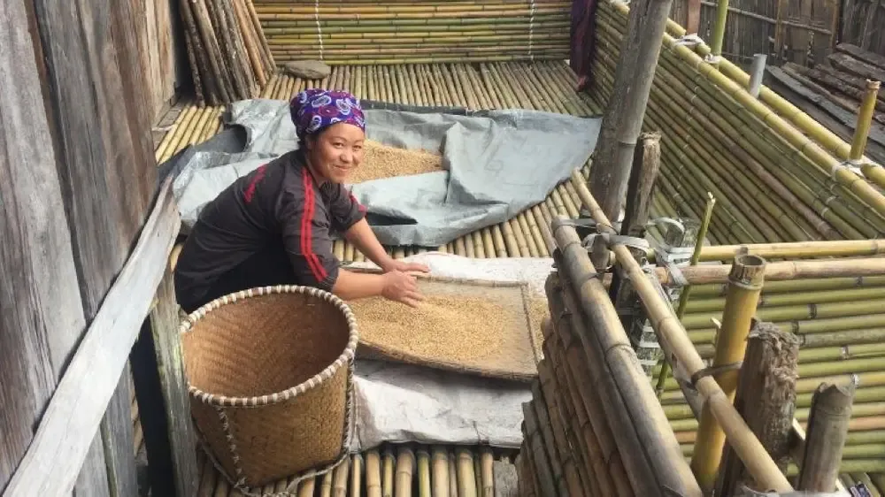La hija del dueño de la casa trabajando el arroz