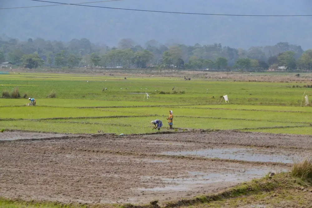 Arrozales en Kaziranga