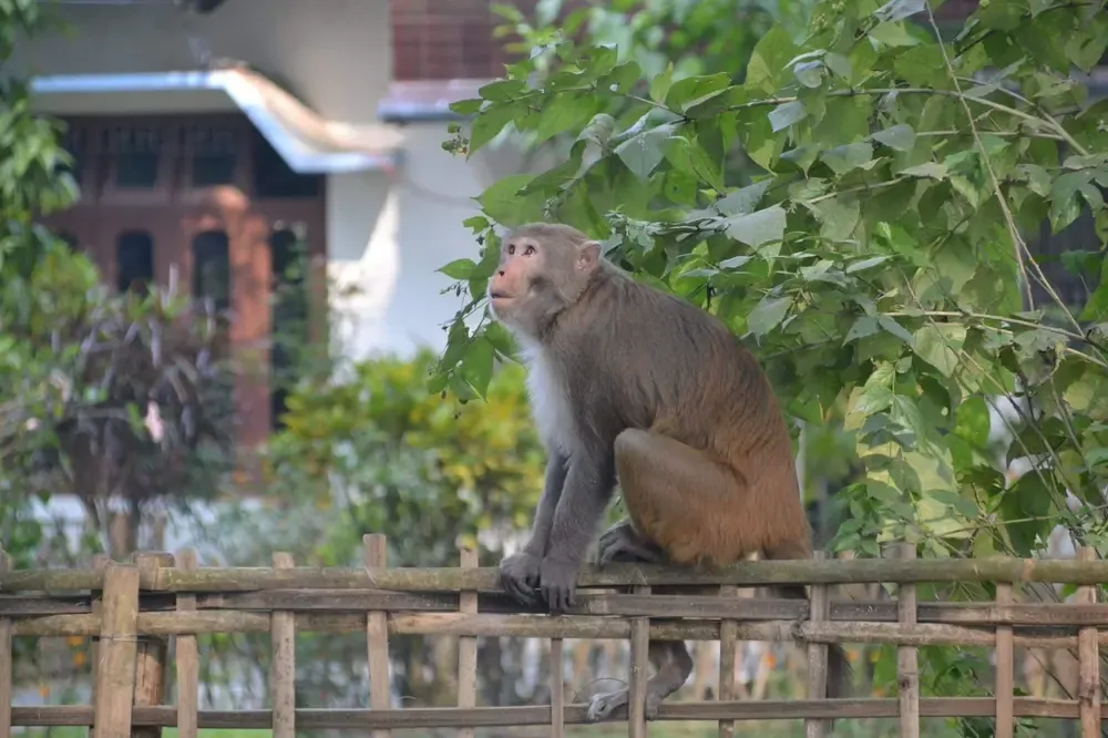 Fauna de Majuli