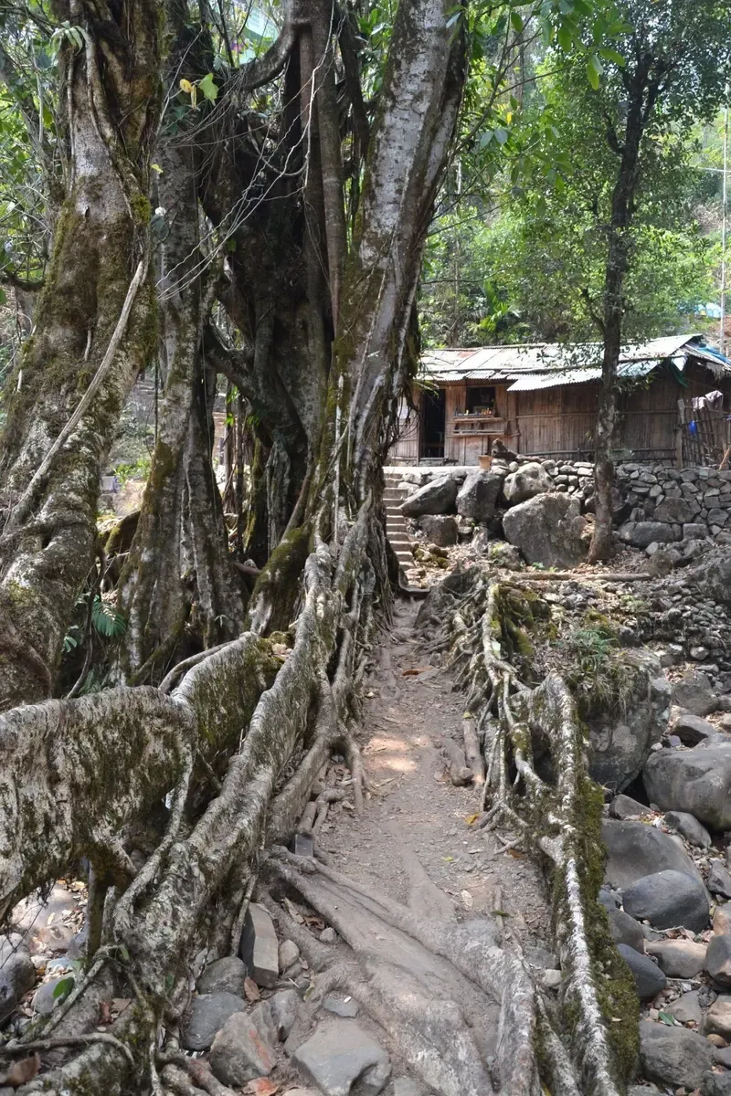 Primer puente de raíces de árboles que encontráras en Nongriat. Lo mejor está por llegar