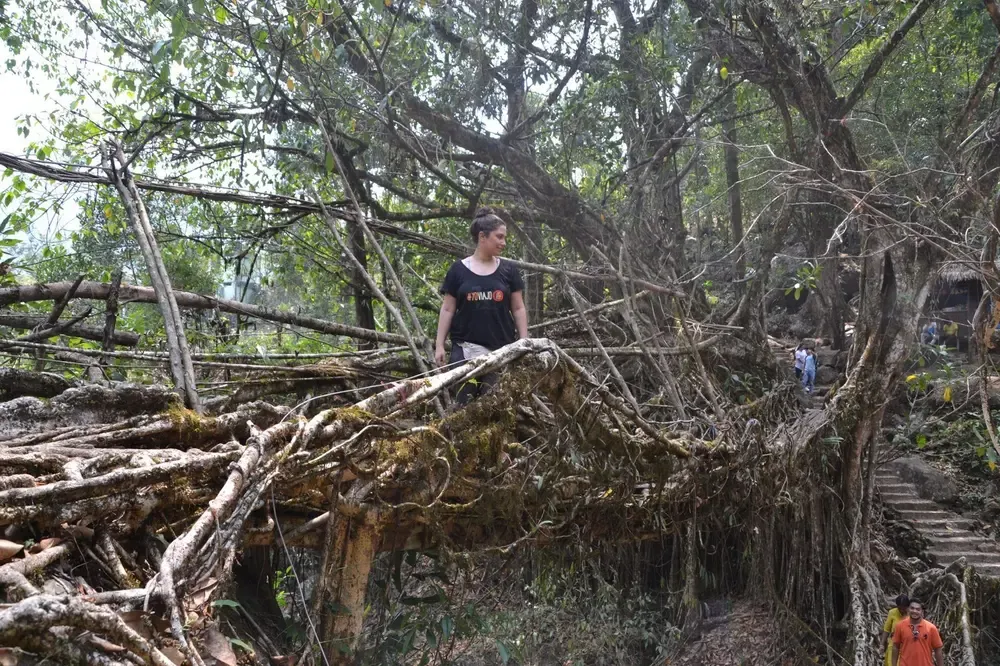 Puente hecho con raíces de árboles vivos en Nongrita, India