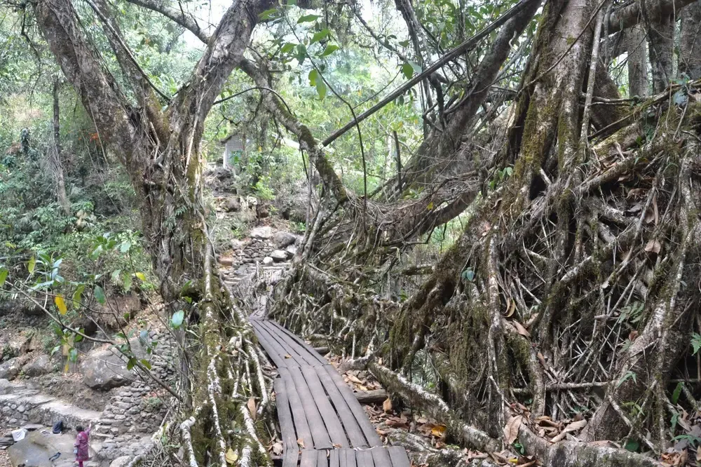 Vista de un puente de raiz desde su pasarela de paso