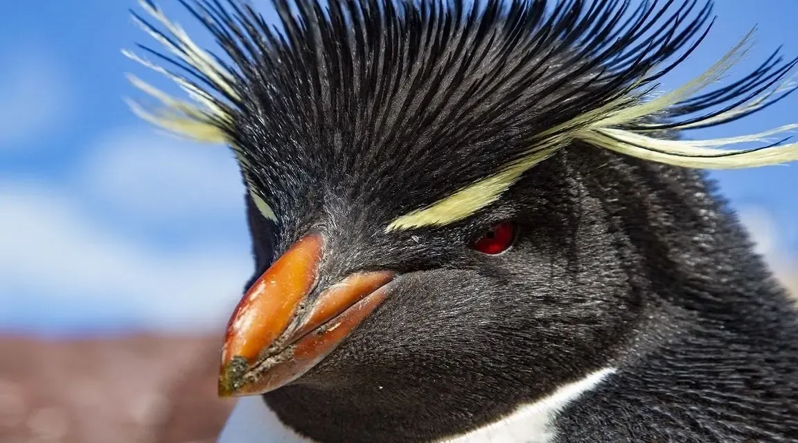 Pingüino penacho amarillo en Isla Pingüino