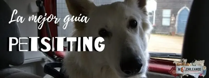 Primer plano de un perro blanco bajo el texto «Pet sitting»