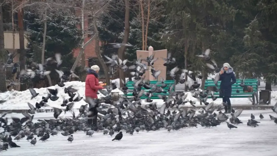 Personas dando de comer a las palomas en un parque nevado