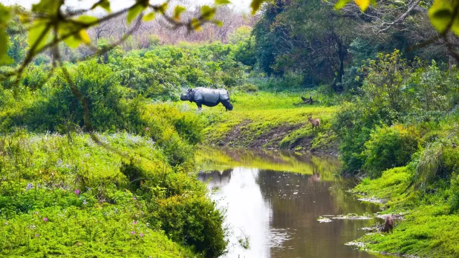 Rinoceronte indio en un humedal verde del parque nacional de Kaziranga