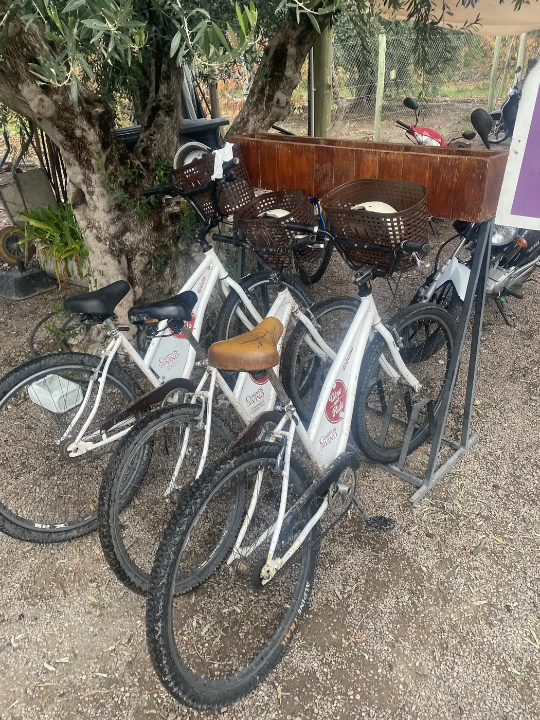 Tres bicicletas blancas con cesta aparcadas bajo un olivo durante la ruta del vino en Maipú