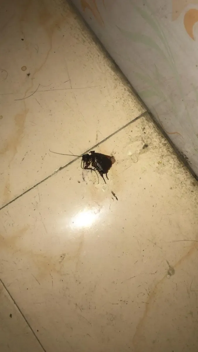 cucaracha muerta