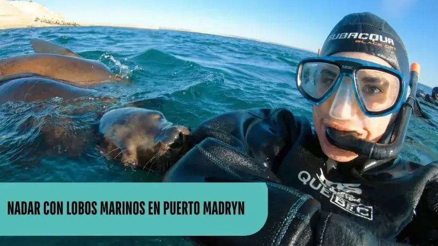 Nadador con máscara, tubo de snorkel y traje seco junto a varios lobos marinos en el agua, bajo el texto «Nadar con lobos marinos en Puerto Madryn»
