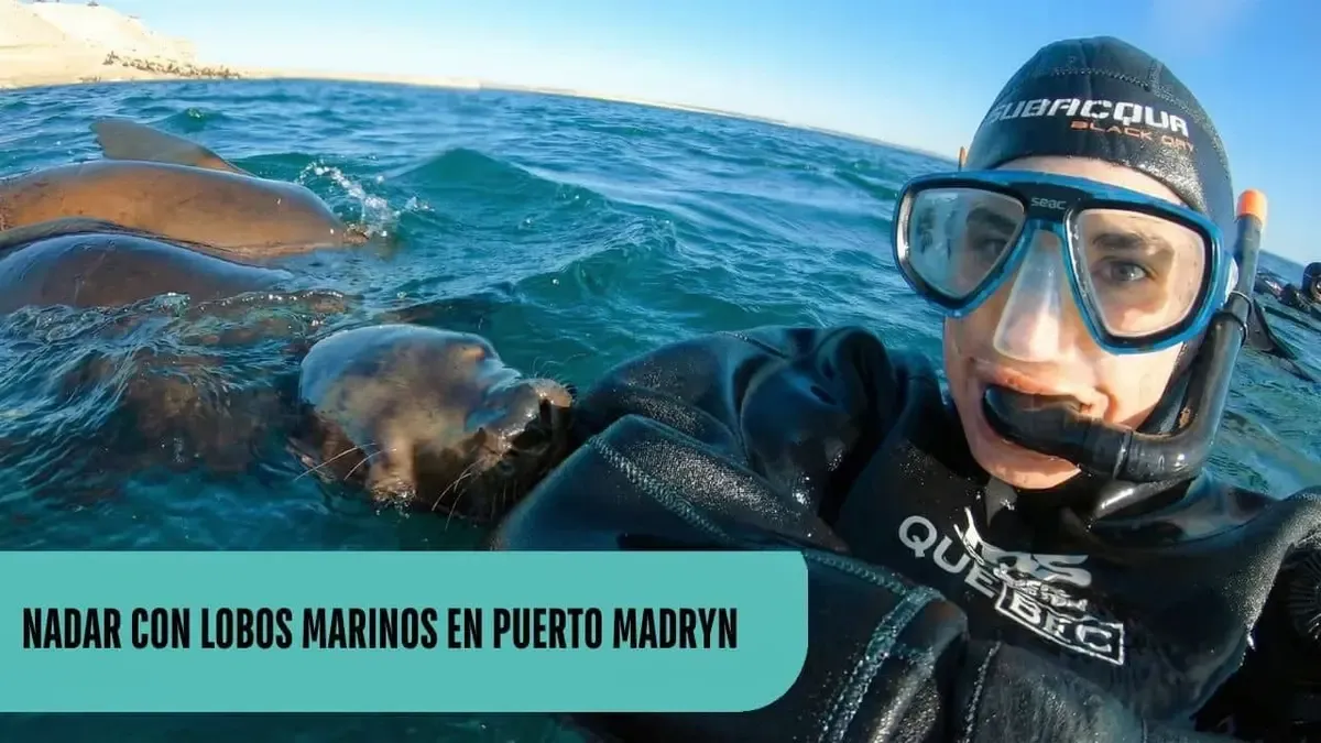 Nadador con snorkel junto a lobos marinos en Puerto Madryn