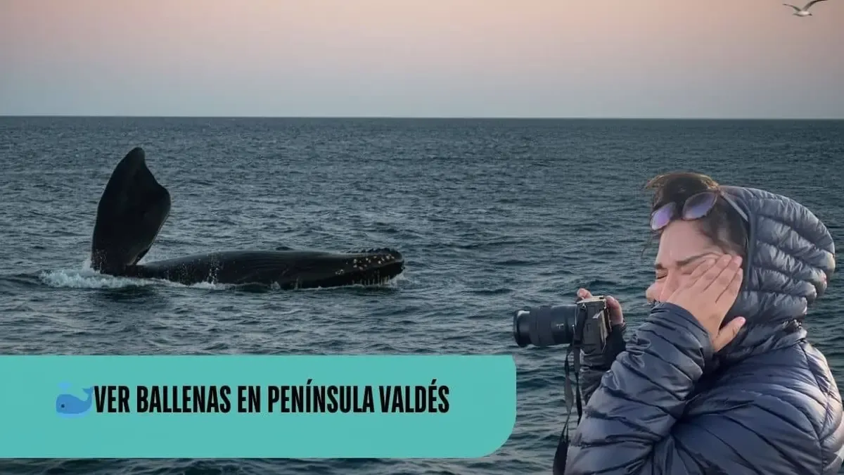 Cola de una ballena saliendo del agua en Península Valdés